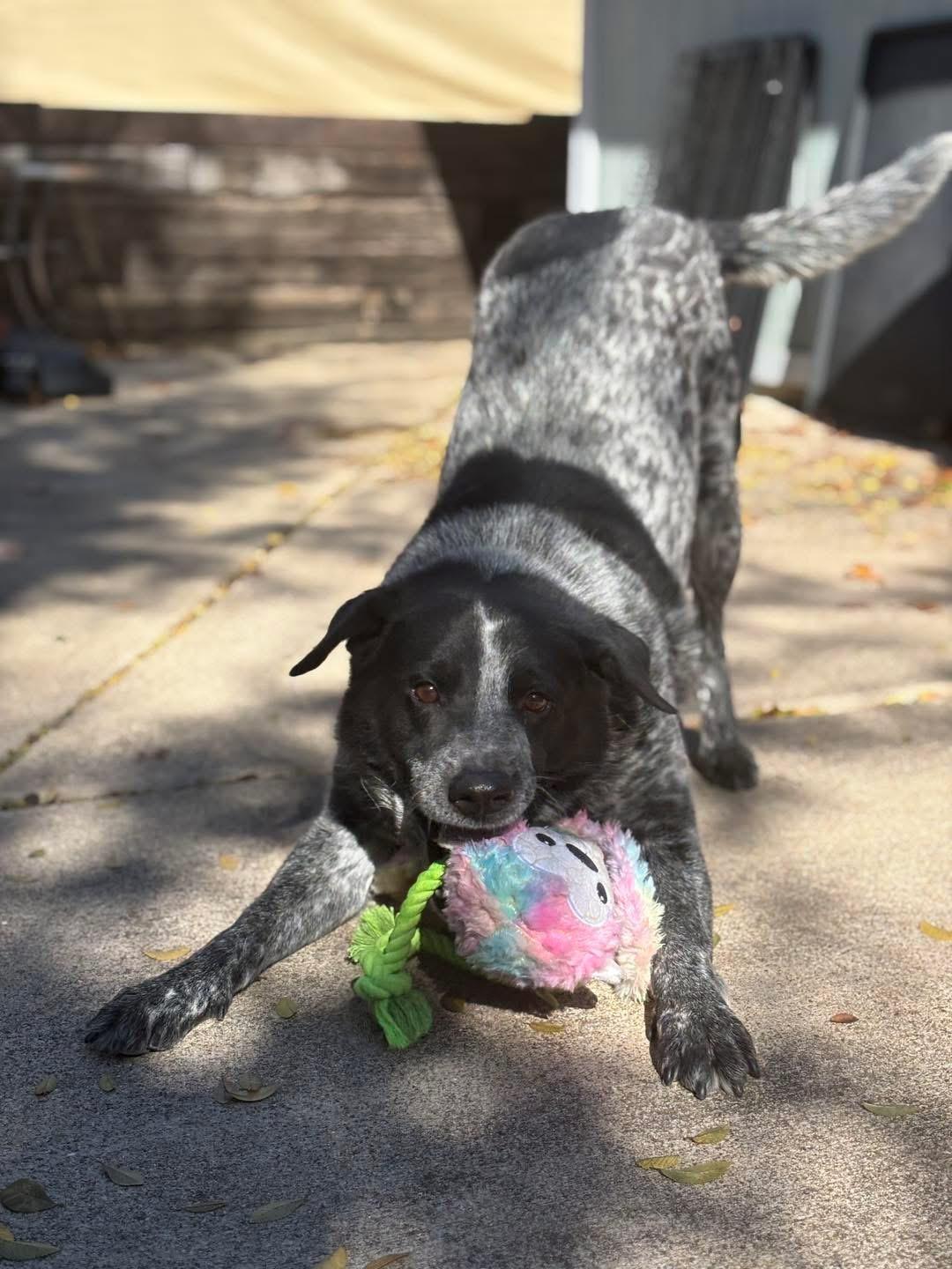 Enlarge Huckleberry, a ADOPTABLE mixed breed in Benbrook, TX image 2/4