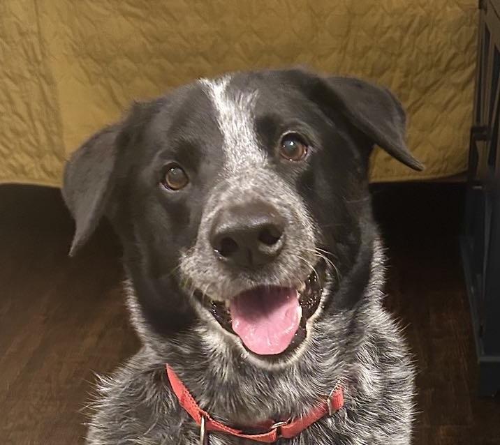 Huckleberry, ADOPTABLE, Young Male Australian Cattle Dog / Blue Heeler & Border Collie.