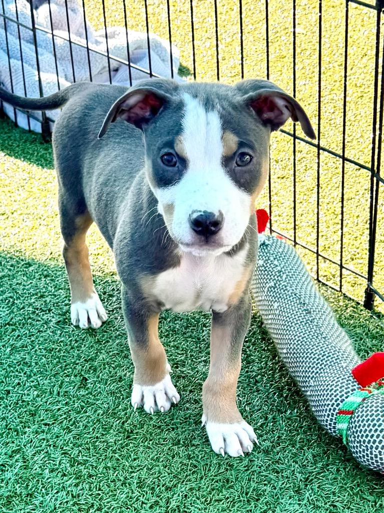 Aziz, Adoptable, Puppy Male Pit Bull Terrier.