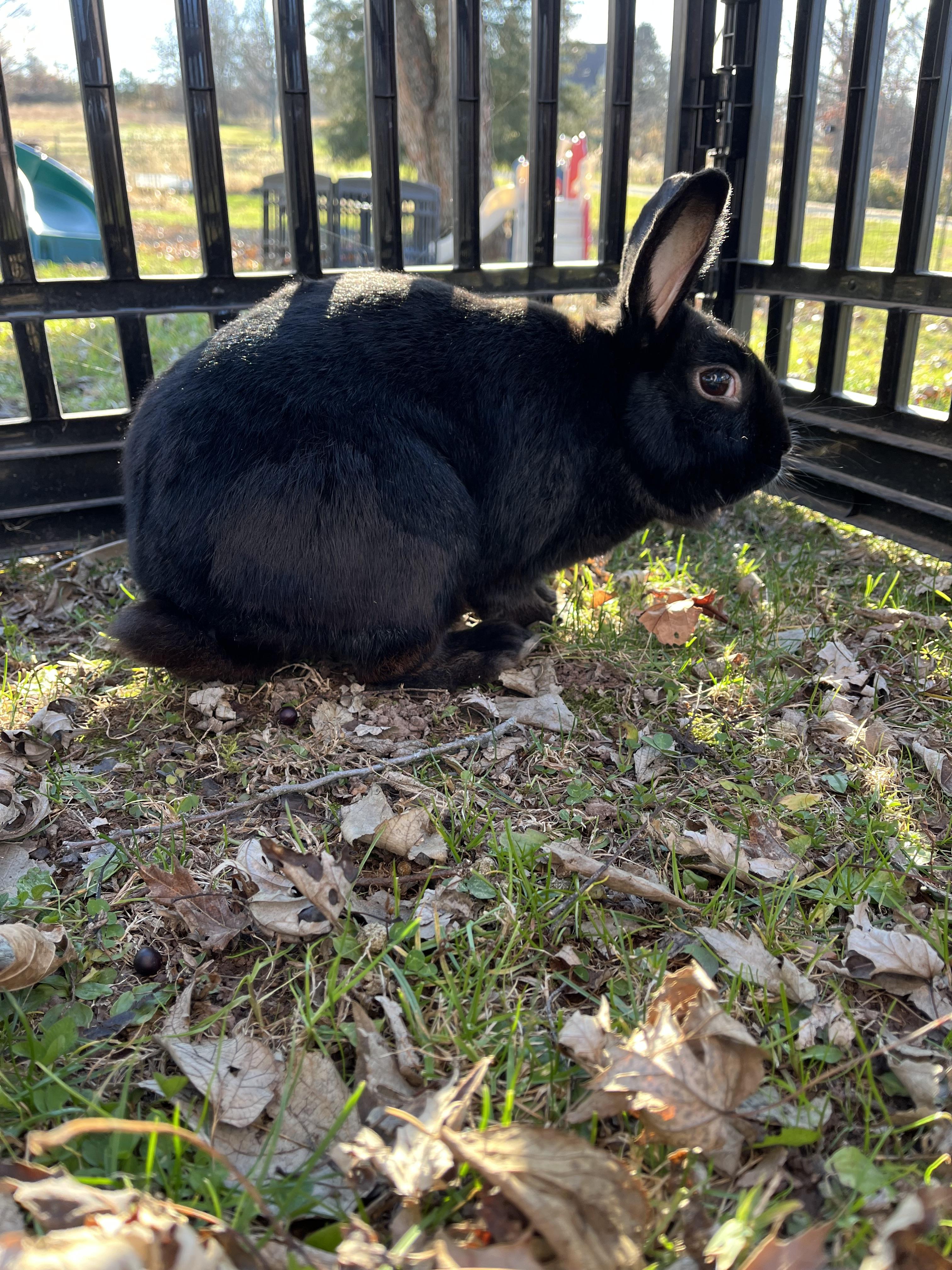 Enlarge Nemo, an adoptable Havana in Birdsboro, PA image 1/1