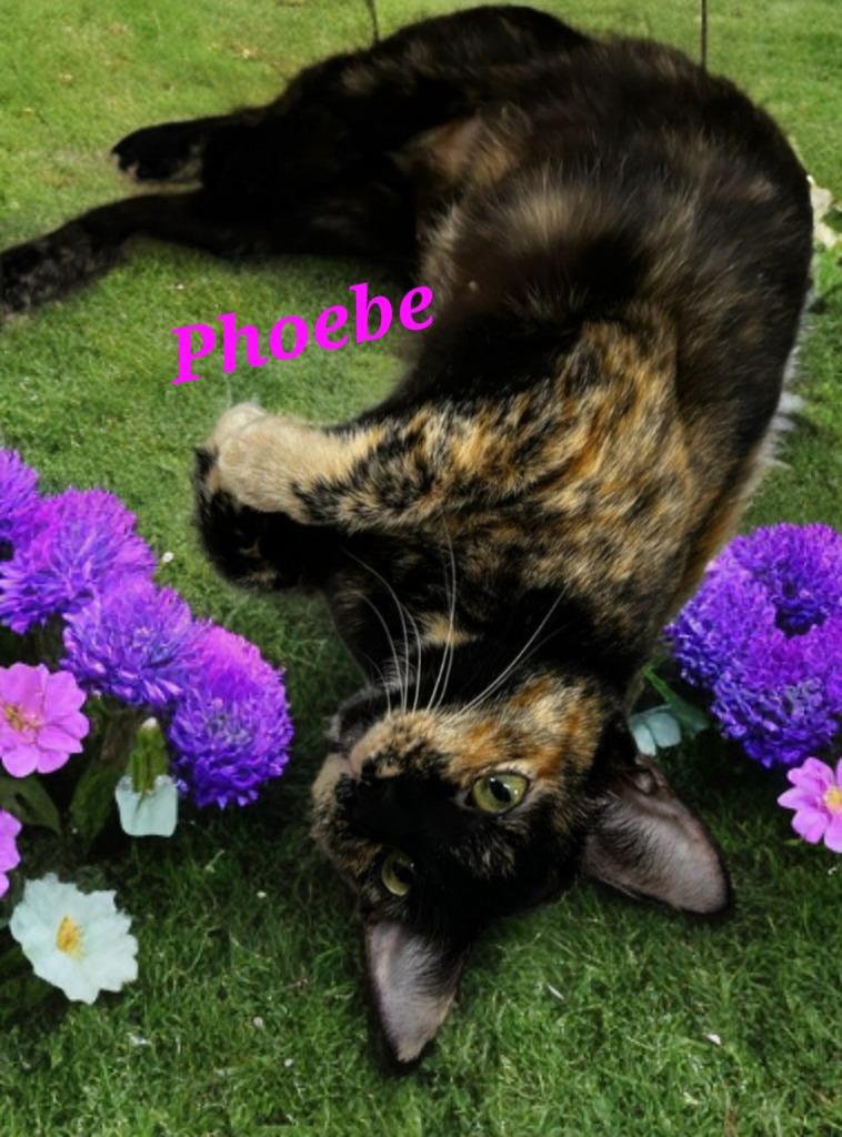 Phoebe, Adoptable, Adult Female Domestic Short Hair.