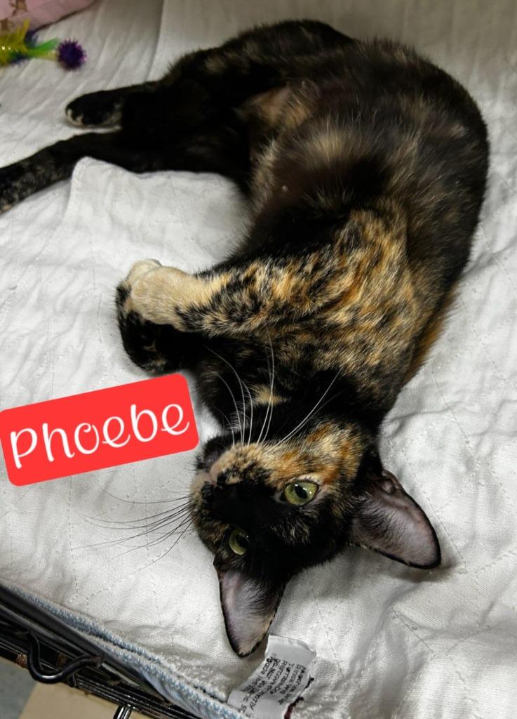 Phoebe, a Adoptable mixed breed in Jim Thorpe, PA image 2/3