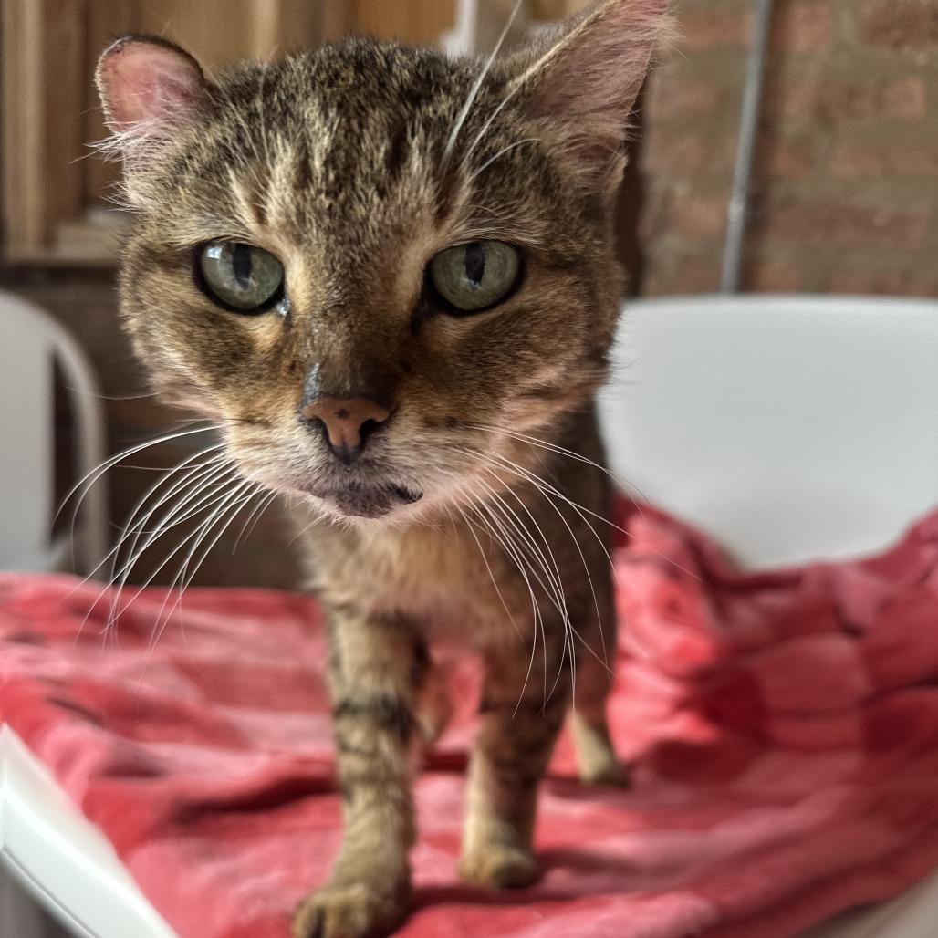 Peach, a Adoptable Domestic Short Hair in Forest Park, IL image 1/4