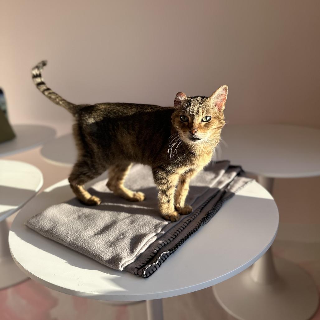 Peach, a Adoptable Domestic Short Hair in Forest Park, IL image 2/4