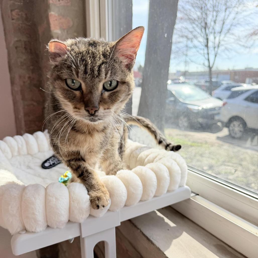 Peach, a Adoptable Domestic Short Hair in Forest Park, IL image 3/4
