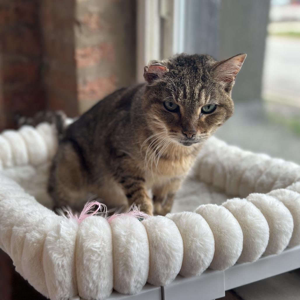 Peach, a Adoptable Domestic Short Hair in Forest Park, IL image 4/4