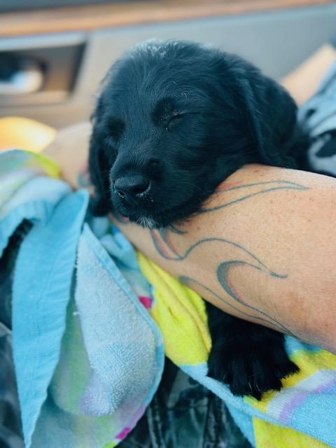 Wednesday 2, an adoptable Labradoodle in Lowell, IN, 46356 | Photo Image 3