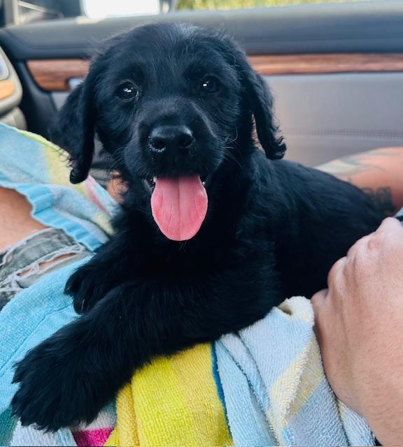 Wednesday 2, an adoptable Labradoodle in Lowell, IN, 46356 | Photo Image 4