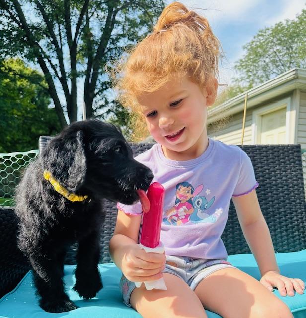 Wednesday 2, an adoptable Labradoodle in Lowell, IN, 46356 | Photo Image 5