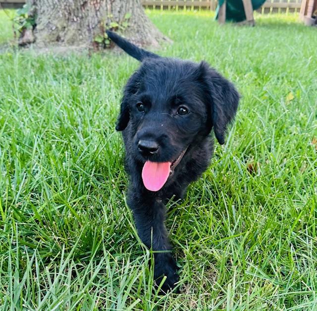 Wednesday 2, an adoptable Labradoodle in Lowell, IN, 46356 | Photo Image 2
