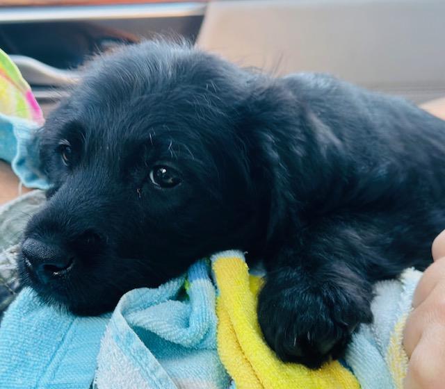 Wednesday 2, an adoptable Labradoodle in Lowell, IN, 46356 | Photo Image 6