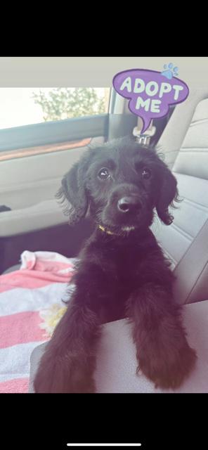 Wednesday 2, an adoptable Labradoodle in Lowell, IN, 46356 | Photo Image 1