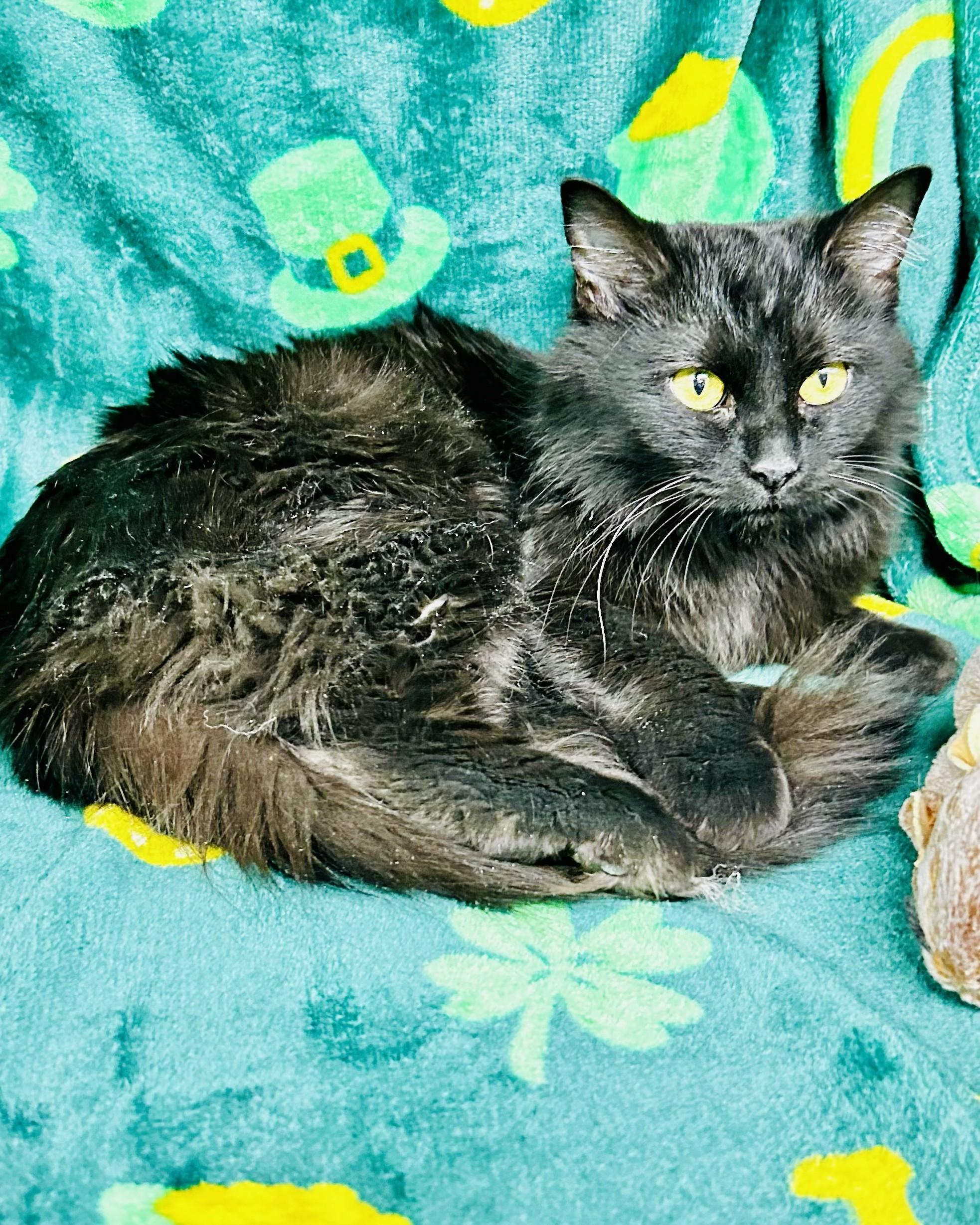 Enlarge Sable, a ADOPTABLE Domestic Medium Hair in Crestwood, MO image 4/4