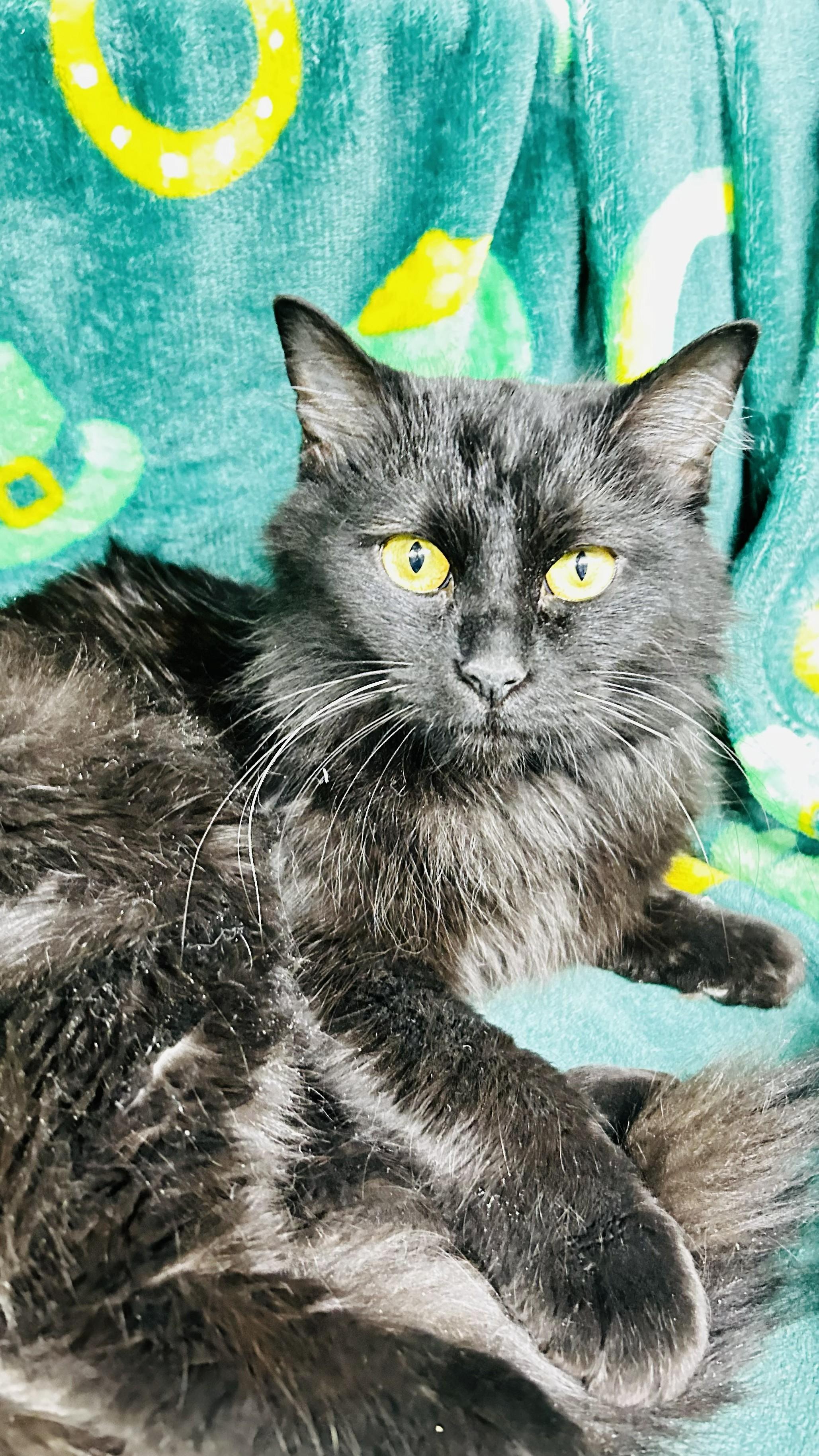 Enlarge Sable, a ADOPTABLE Domestic Medium Hair in Crestwood, MO image 3/4