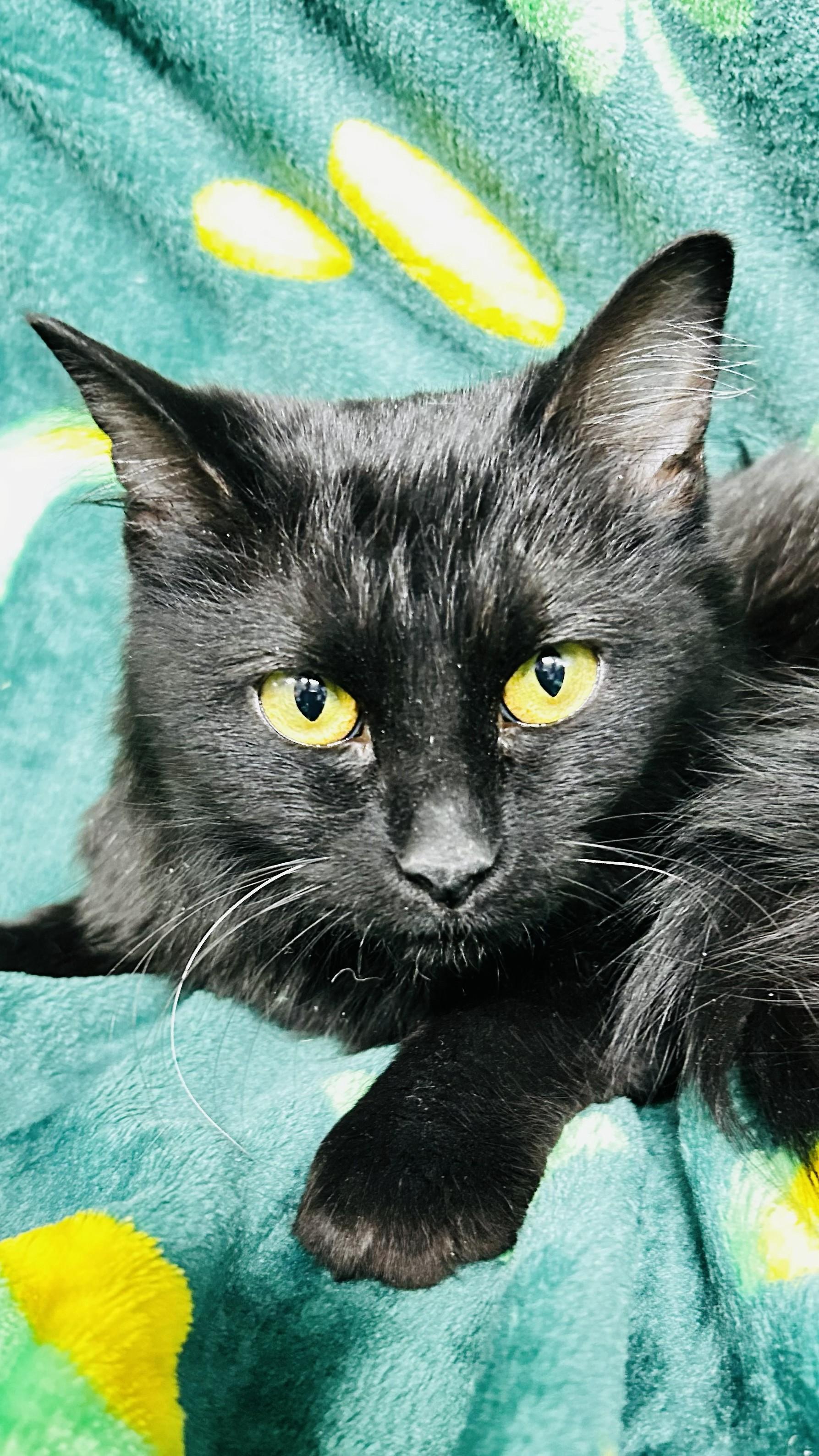 Enlarge Sable, a ADOPTABLE Domestic Medium Hair in Crestwood, MO image 2/4