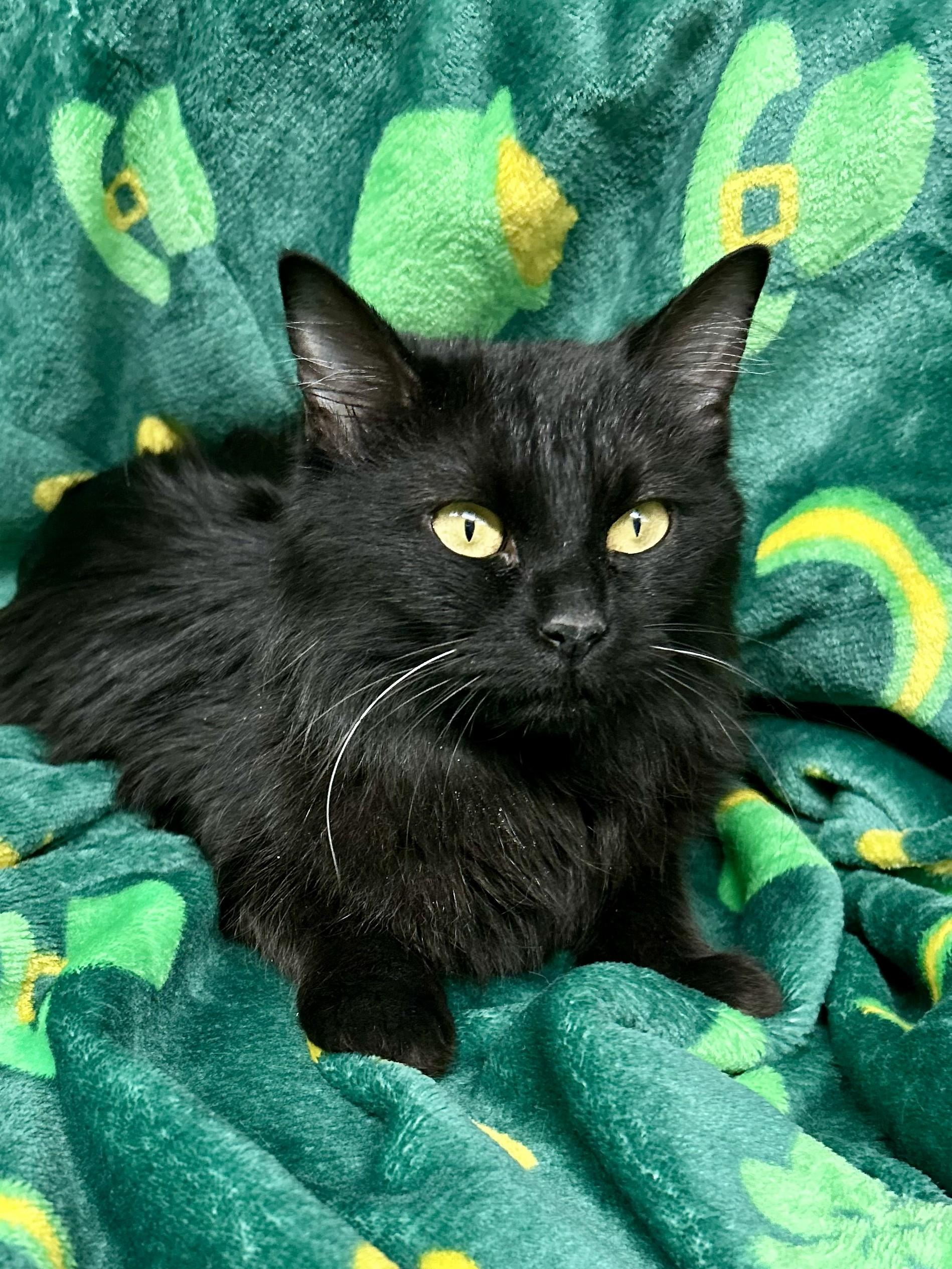 Sable, ADOPTABLE, Young Female Domestic Medium Hair.