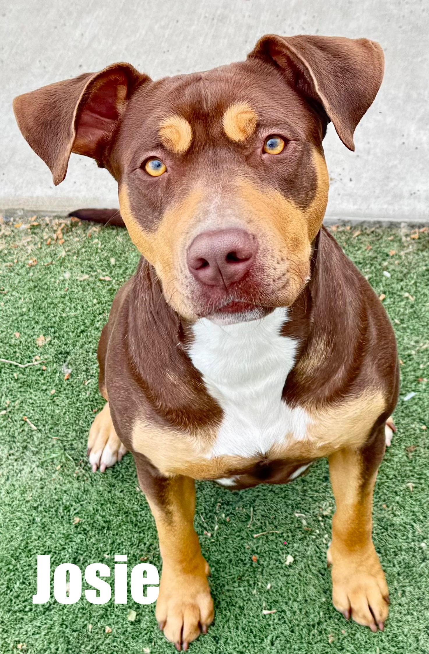 Enlarge Josie, a ADOPTABLE mixed breed in Indianapolis, IN image 2/5