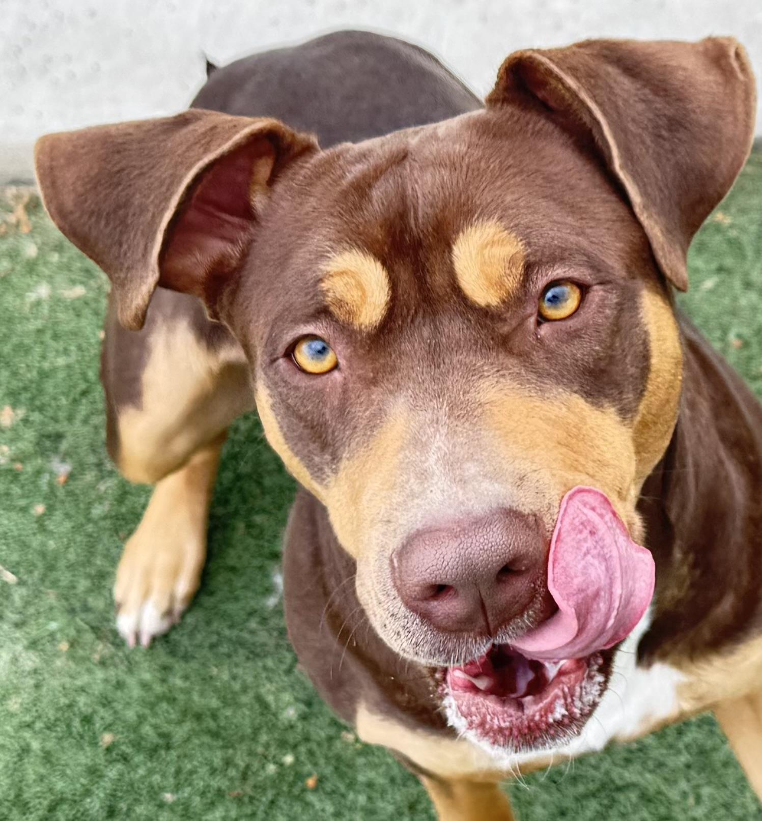 Josie, ADOPTABLE, Adult Female Pit Bull Terrier.