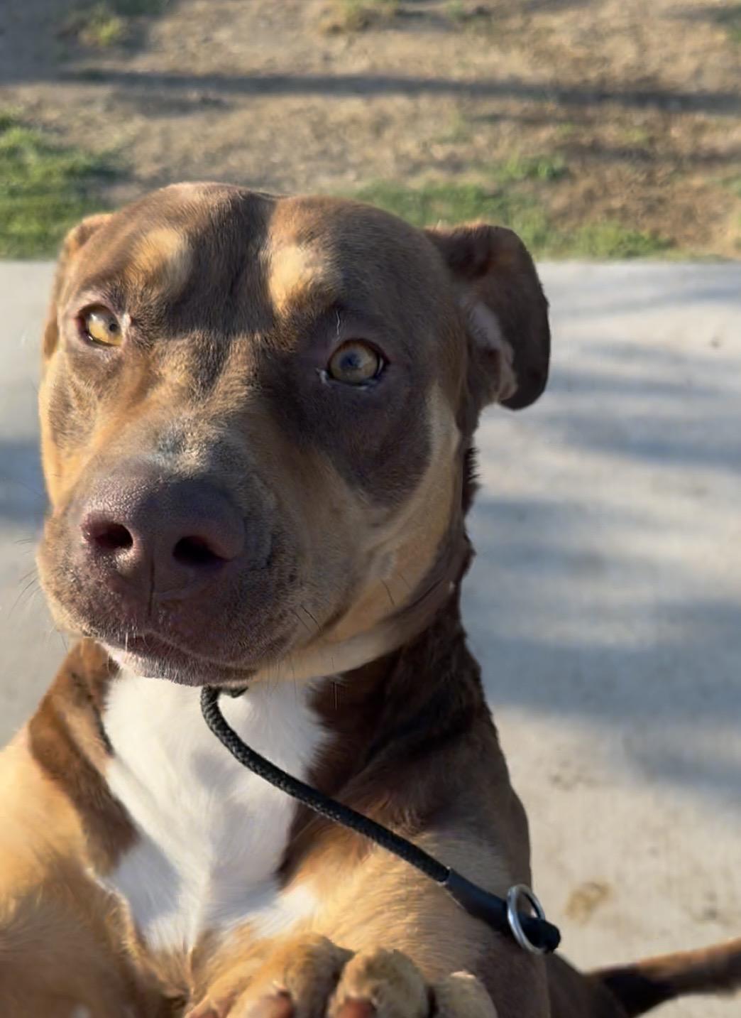 Enlarge Josie, a ADOPTABLE mixed breed in Indianapolis, IN image 3/5
