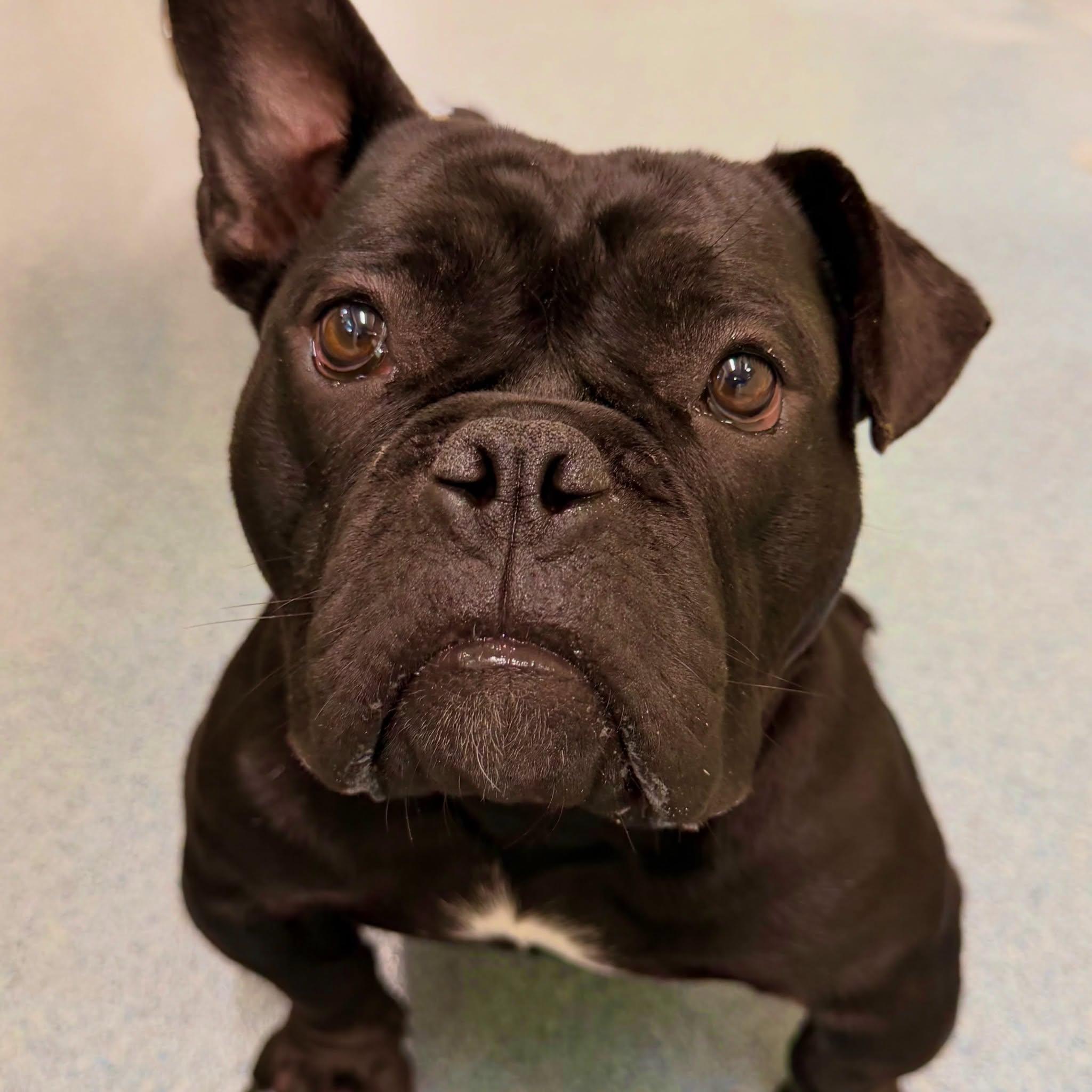 Gertie Tag 1360, Adoptable, Young Female Bulldog.