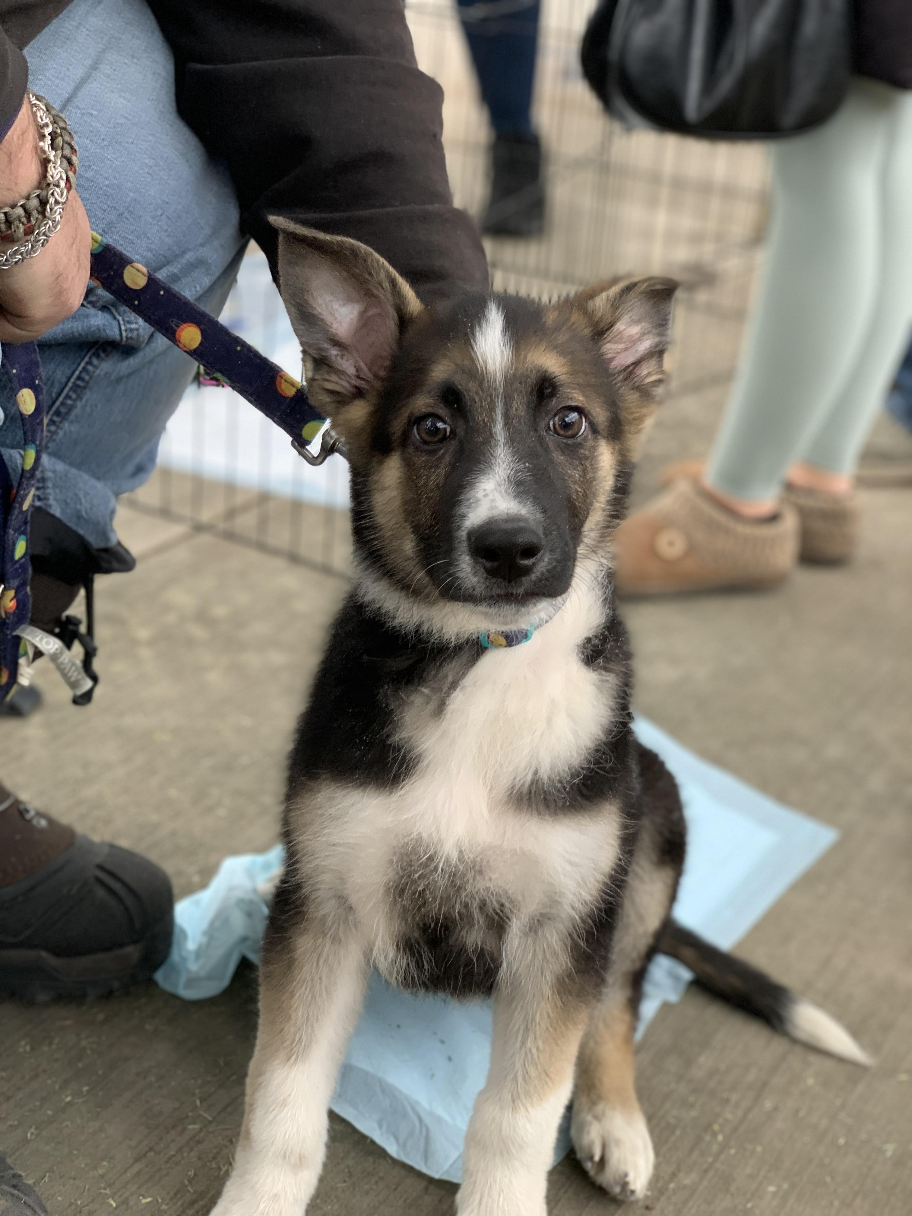 Felix, ADOPTABLE, Puppy Male Collie & Retriever.