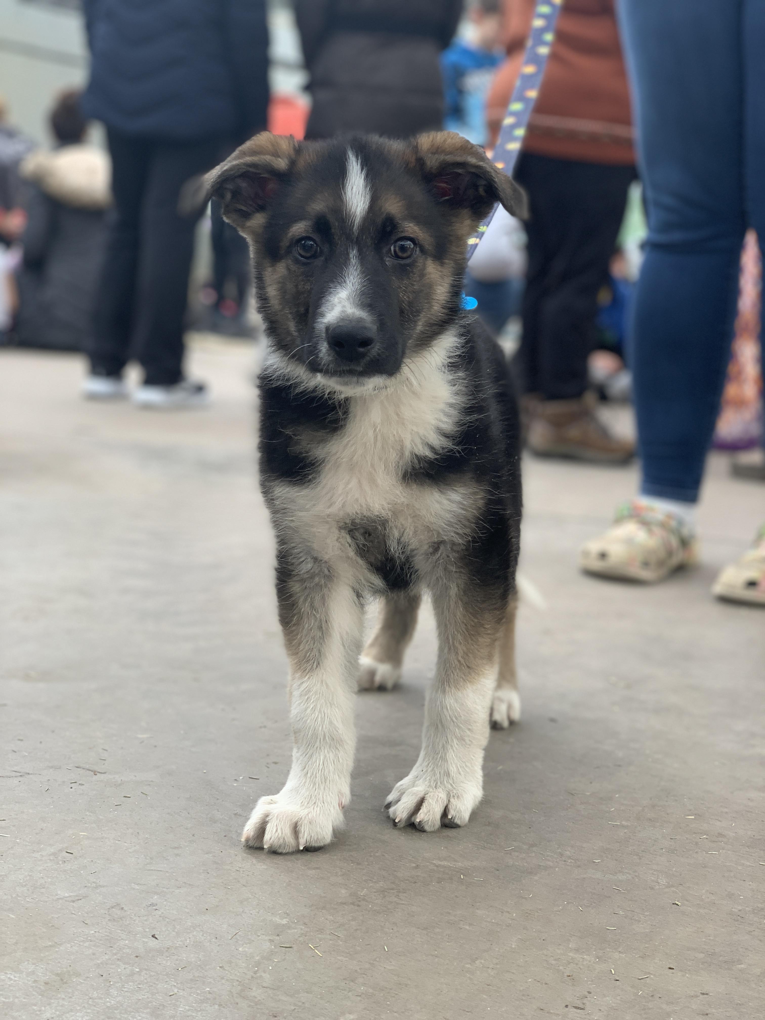 Felix, ADOPTABLE, Puppy Male Collie & Retriever.