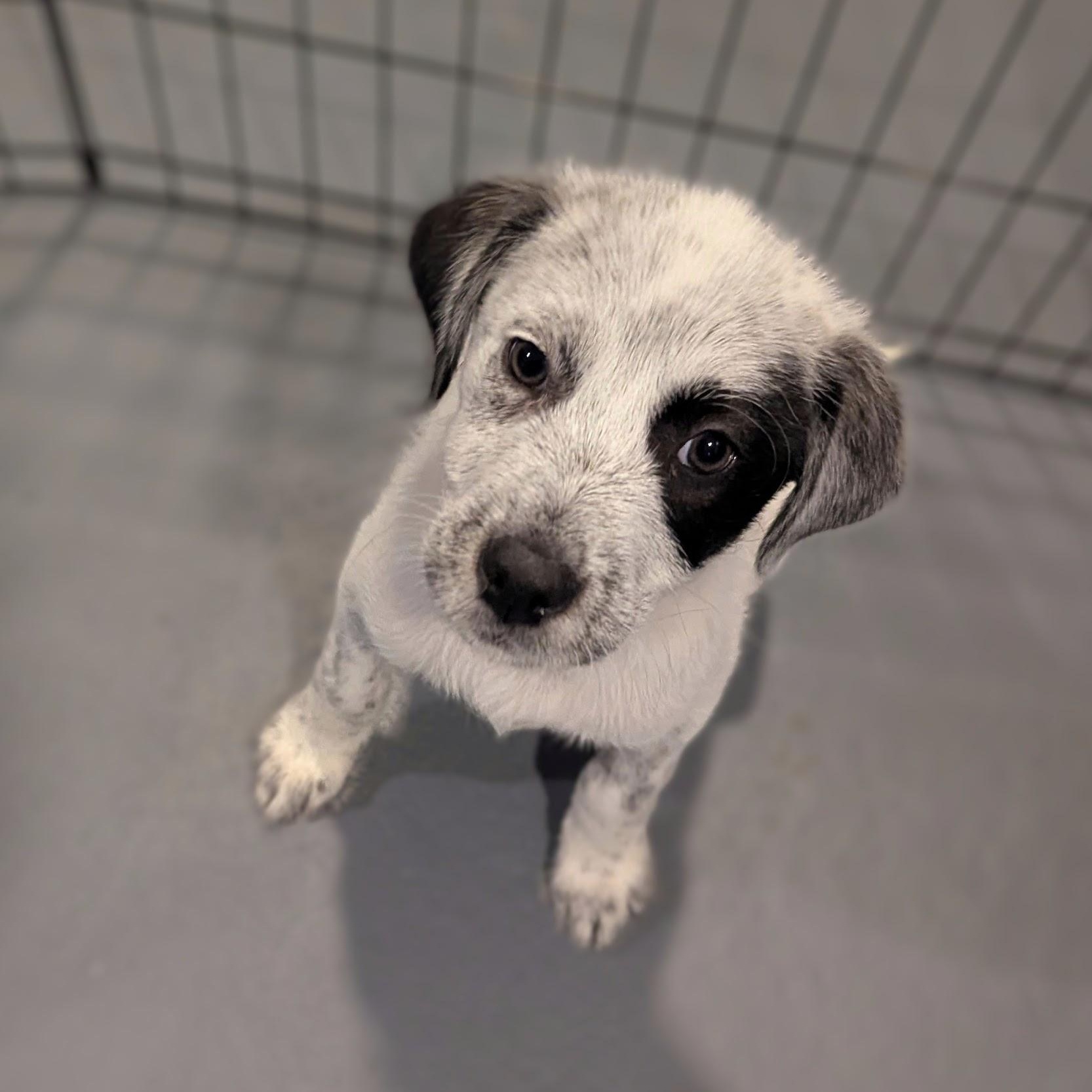 Enlarge Anthony, a ADOPTABLE mixed breed in Sparta, NJ image 3/4