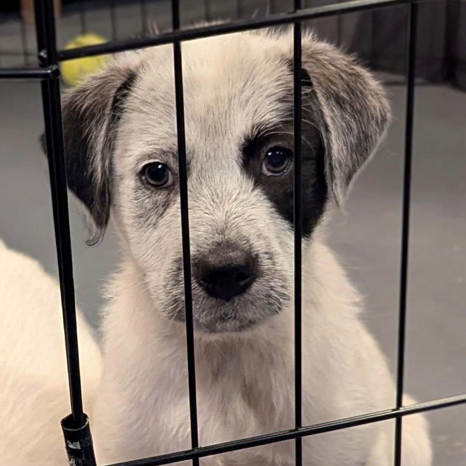 Enlarge Anthony, a ADOPTABLE mixed breed in Sparta, NJ image 1/4