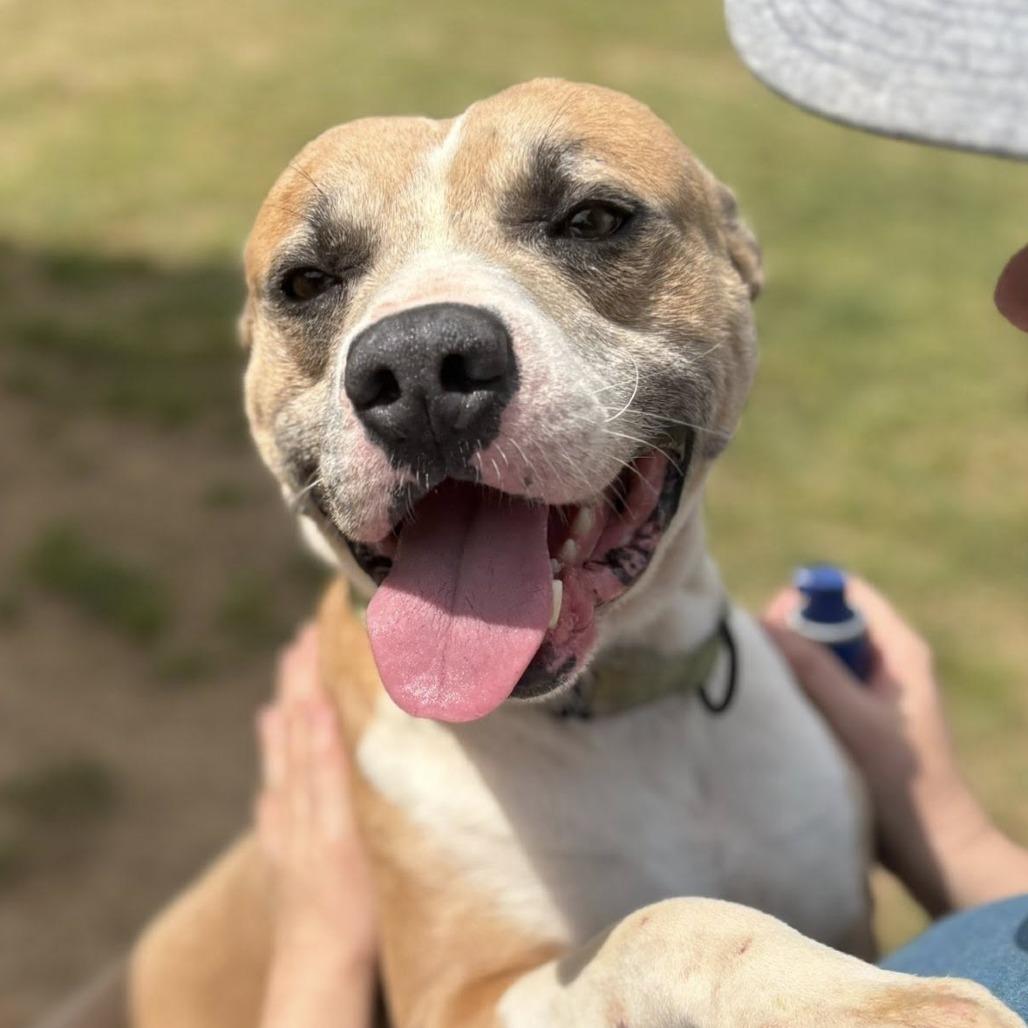 Enlarge Ryker, a Adoptable mixed breed in Marshall, TX image 1/5