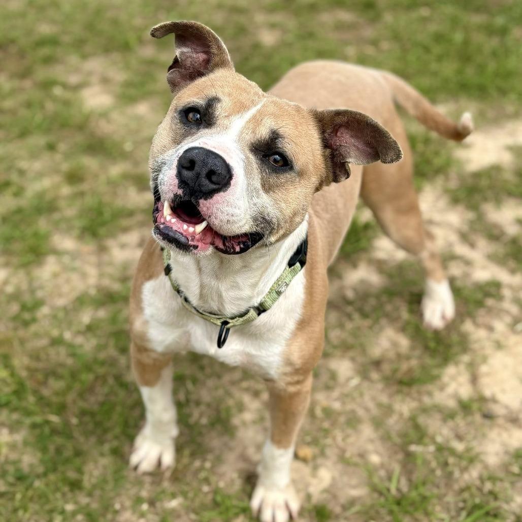 Enlarge Ryker, a Adoptable mixed breed in Marshall, TX image 2/5