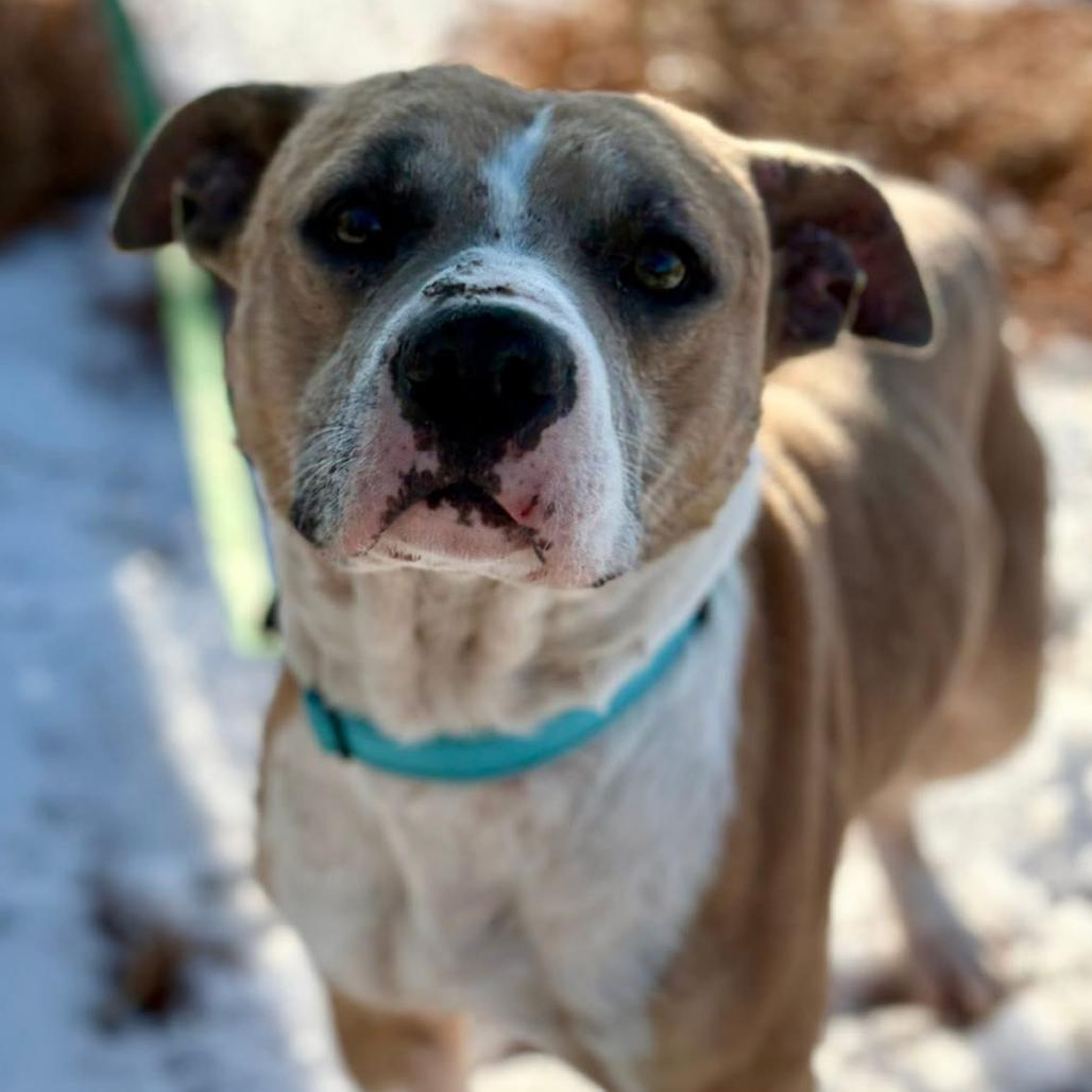 Enlarge Ryker, a Adoptable mixed breed in Marshall, TX image 3/5