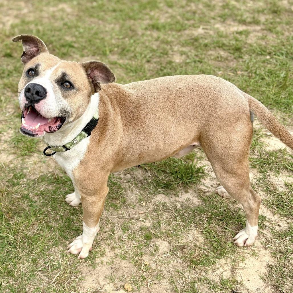 Enlarge Ryker, a Adoptable mixed breed in Marshall, TX image 4/5