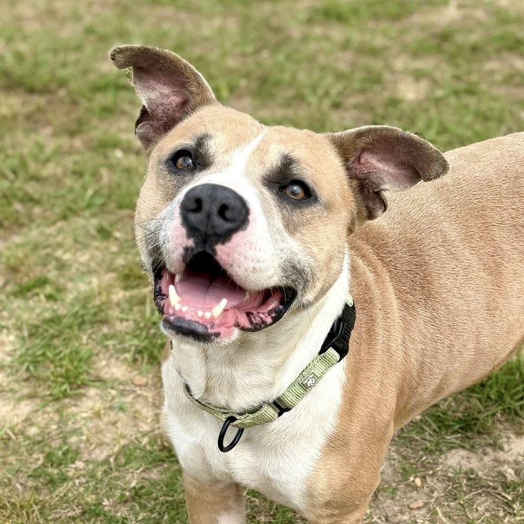 Enlarge Ryker, a Adoptable mixed breed in Marshall, TX image 5/5