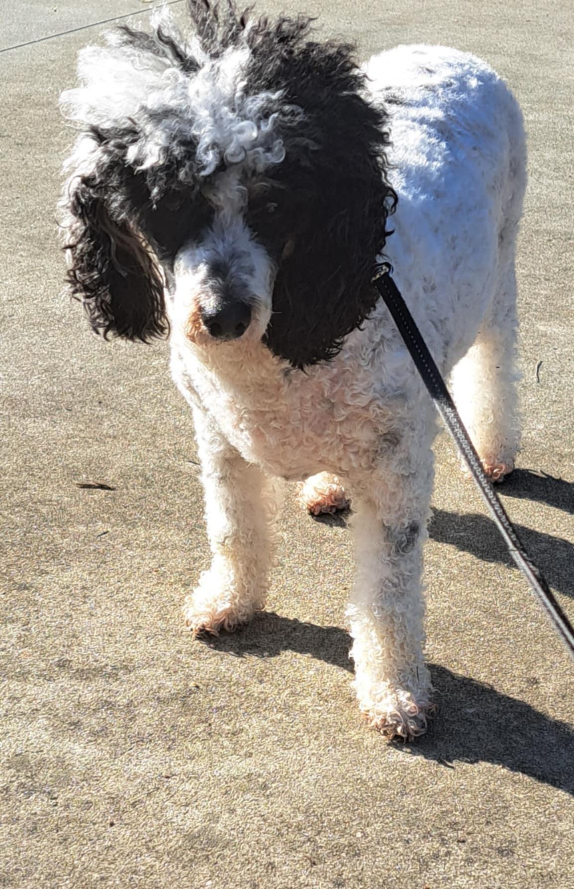 Jean Luke, Adult Male Poodle (Toy)