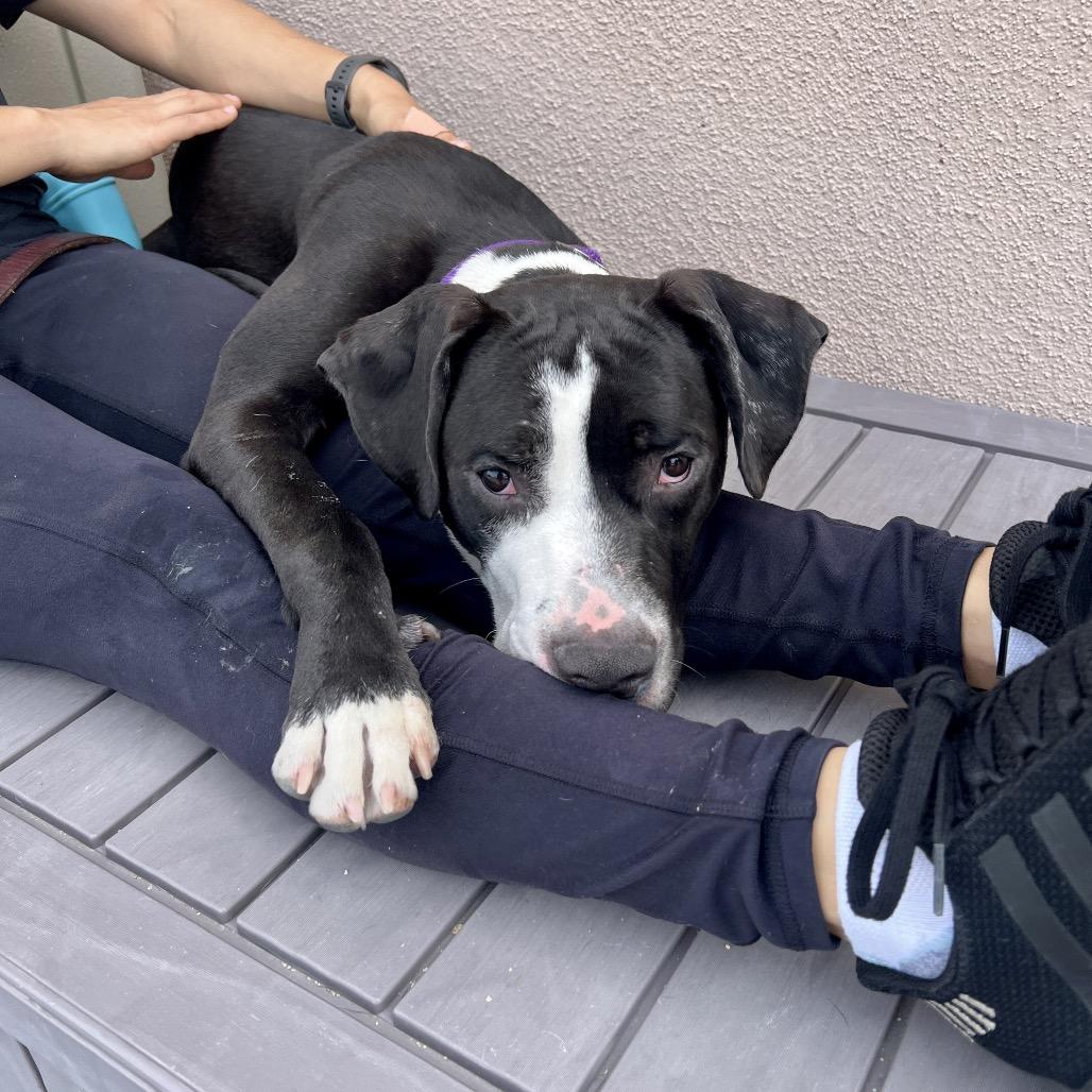 Enlarge Lenny, a Adoptable Pit Bull Terrier in Los Angeles, CA image 2/5
