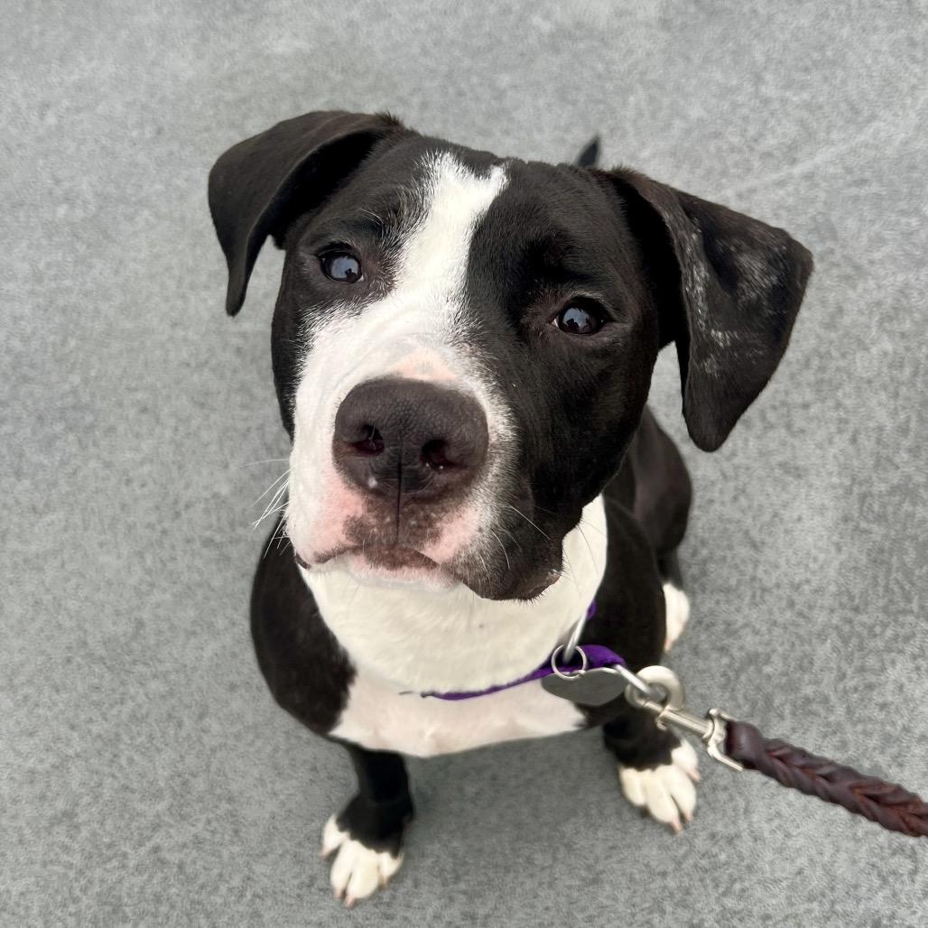 Enlarge Lenny, a Adoptable Pit Bull Terrier in Los Angeles, CA image 3/5