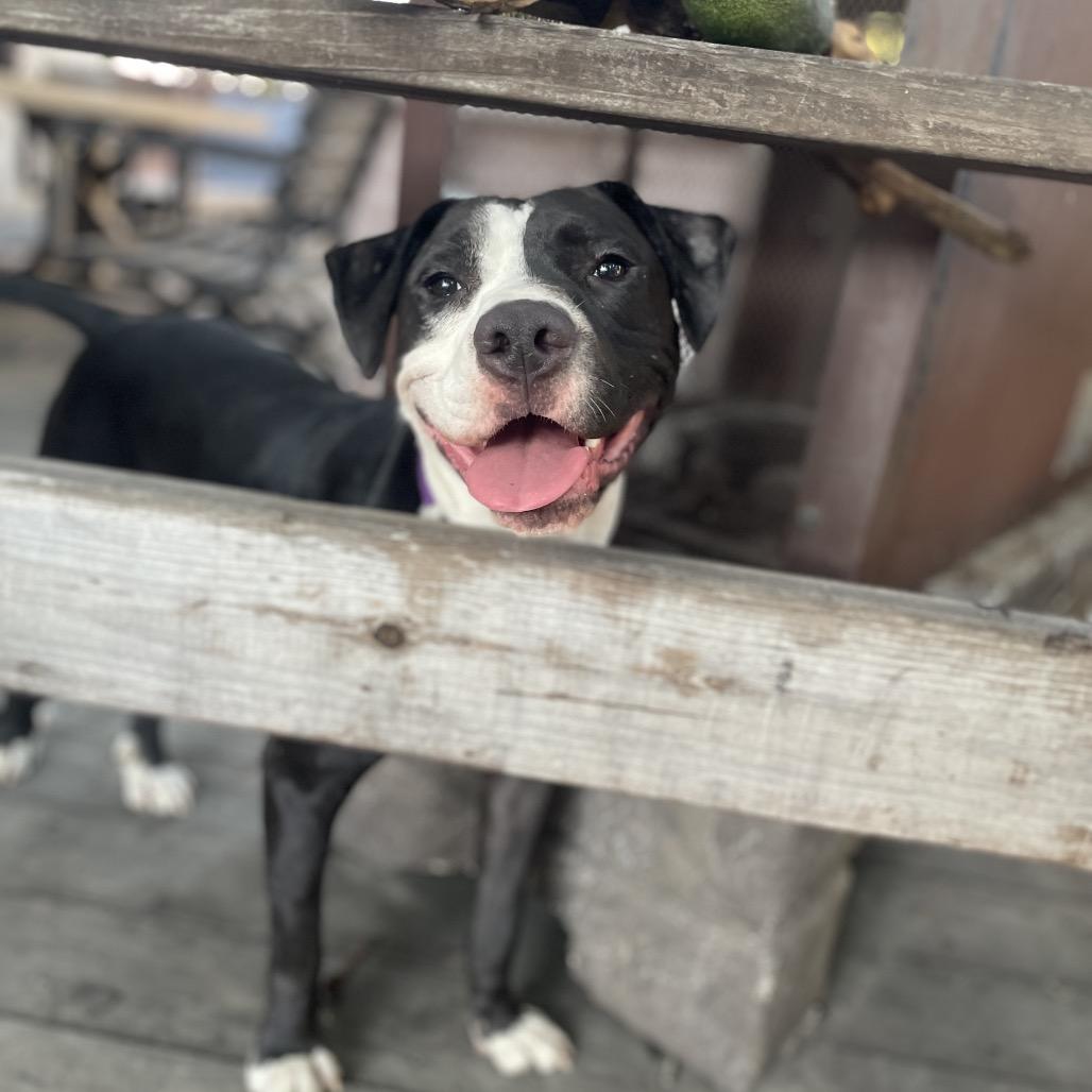 Enlarge Lenny, a Adoptable Pit Bull Terrier in Los Angeles, CA image 4/5