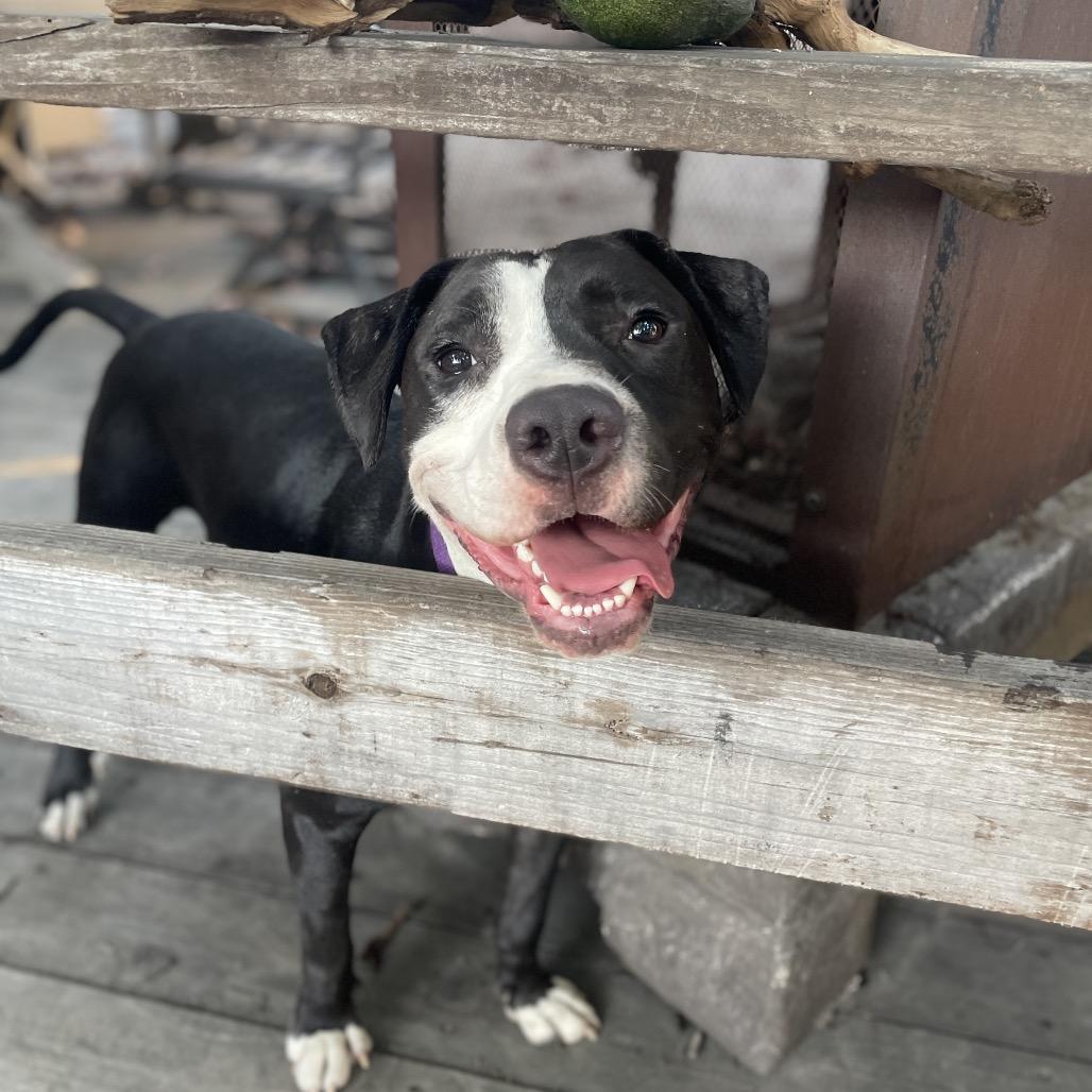 Enlarge Lenny, a Adoptable Pit Bull Terrier in Los Angeles, CA image 5/5