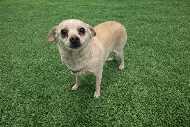 Enlarge LUCY, a Adoptable Chihuahua in Lancaster, CA image 1/1