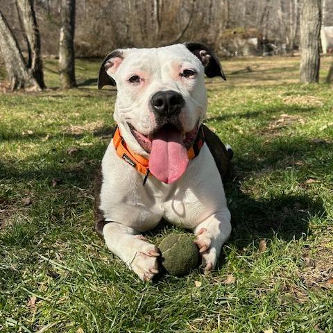 Jackie, Adoptable, Adult Female Pit Bull Terrier.