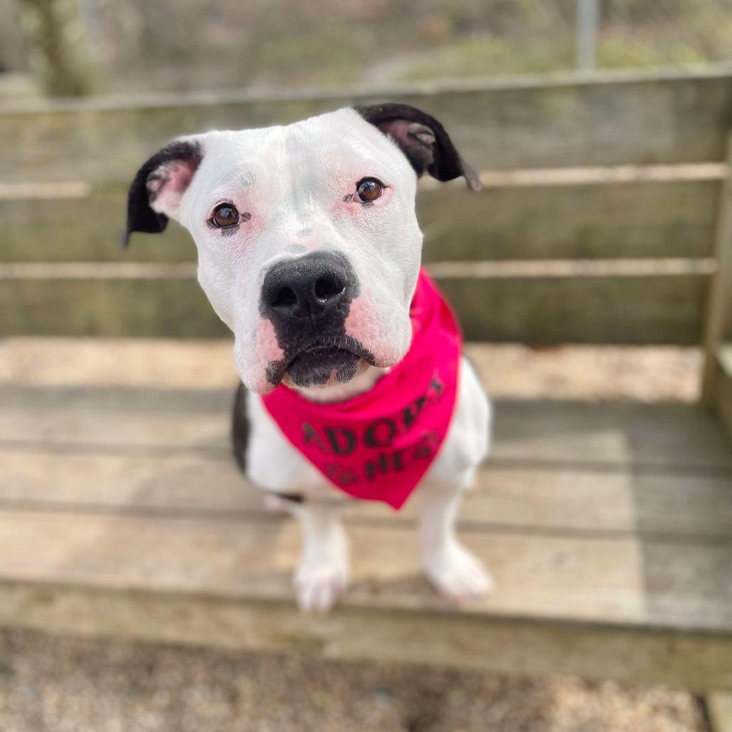 Enlarge Jackie, a Adoptable Pit Bull Terrier in Weimar, CA image 3/6