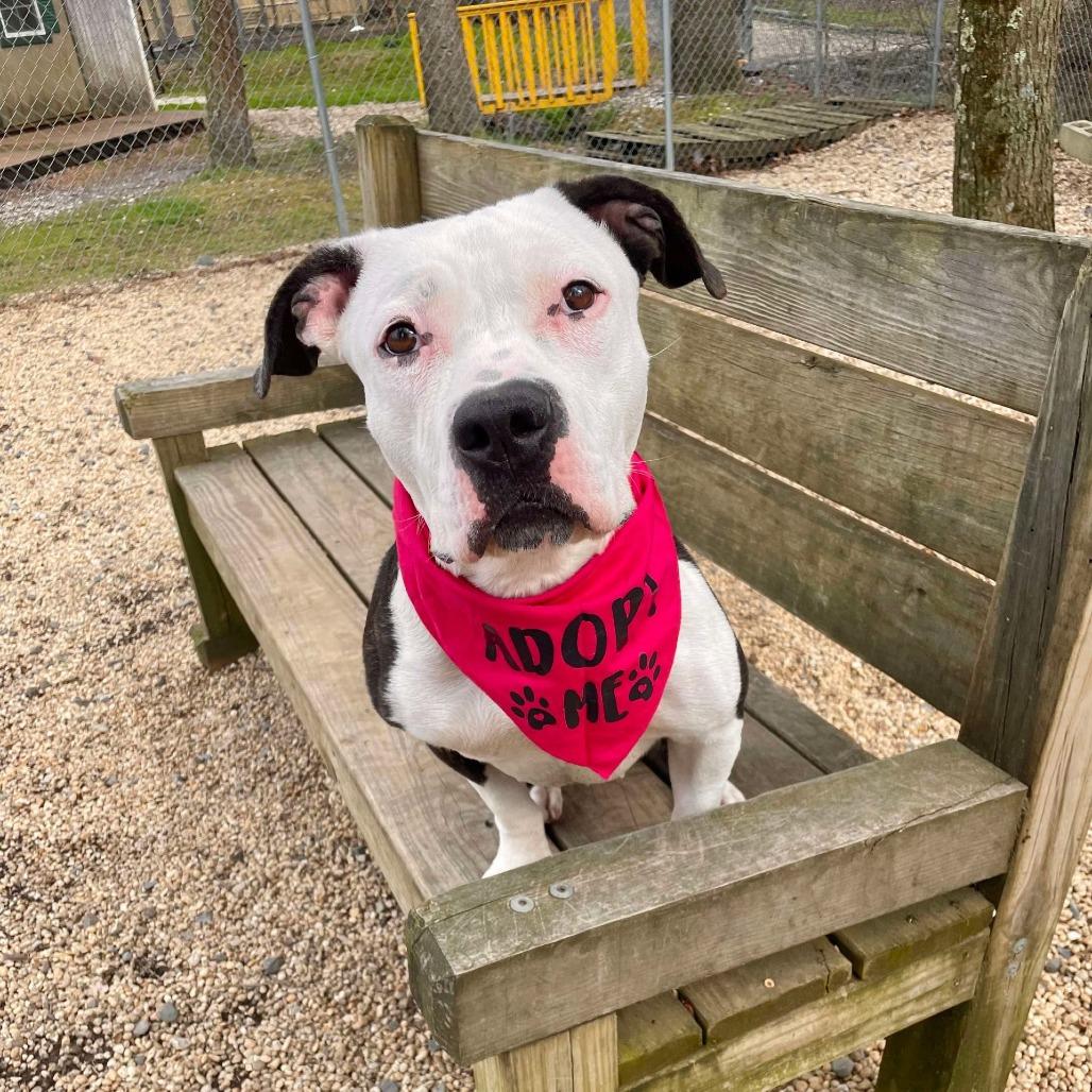 Enlarge Jackie, a Adoptable Pit Bull Terrier in Weimar, CA image 5/6