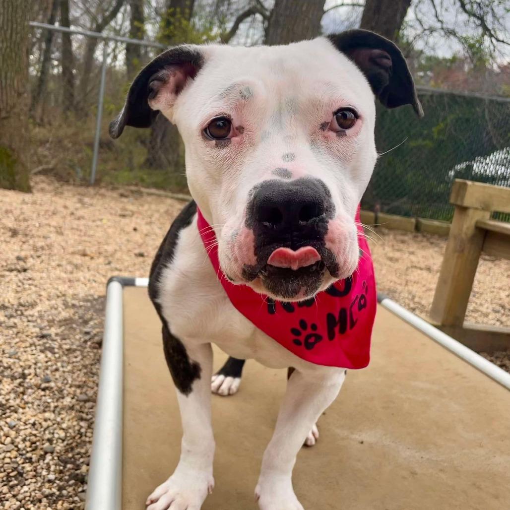 Enlarge Jackie, a Adoptable Pit Bull Terrier in Weimar, CA image 6/6