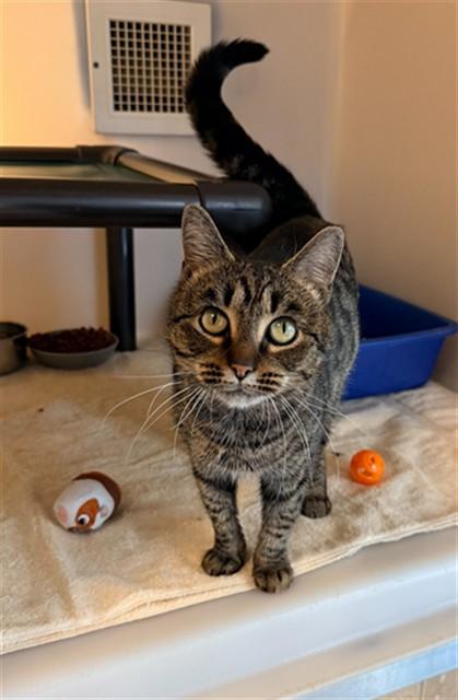 JENNIFUR, Adoptable, Young Female Domestic Short Hair.