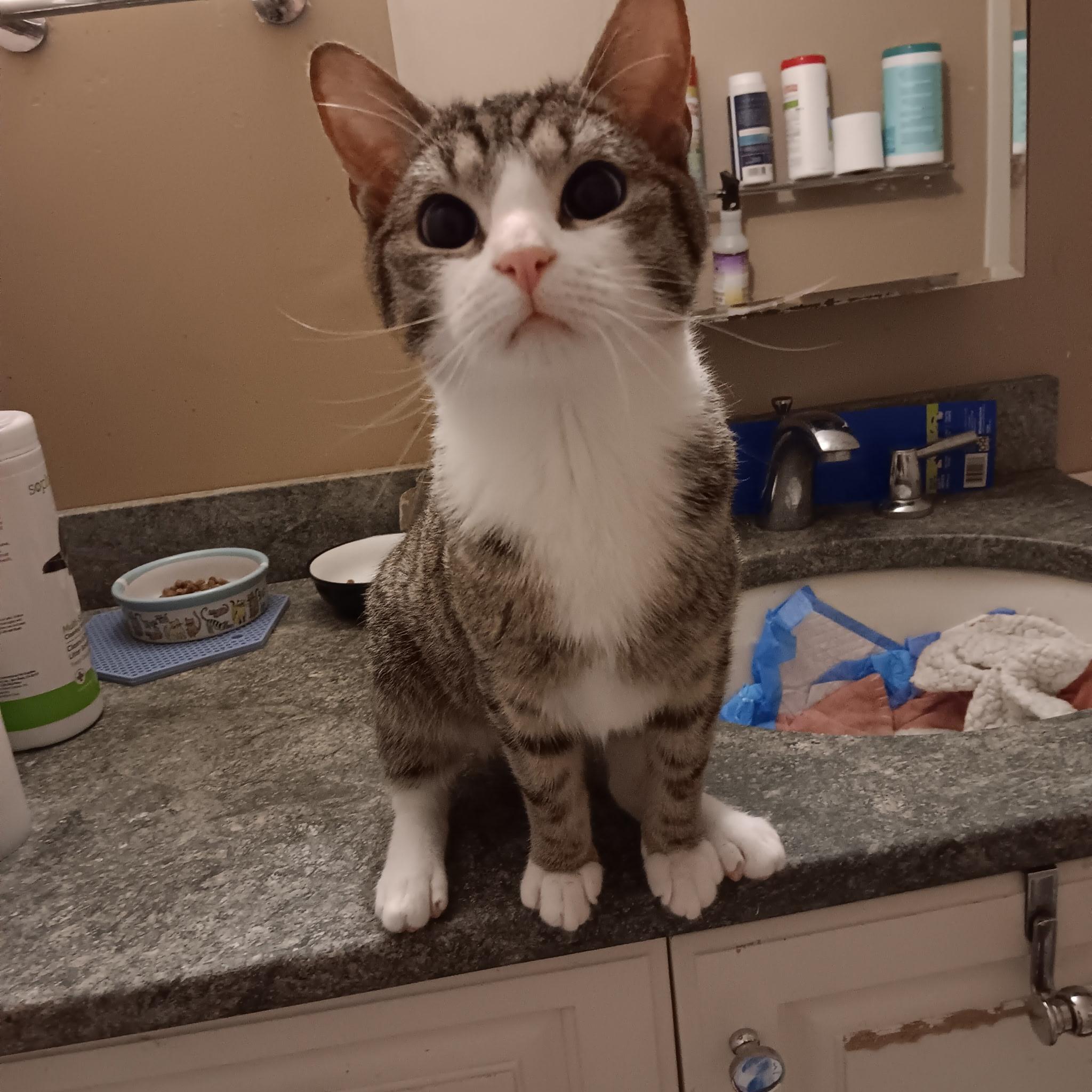 Luke,Blue Eyes, adopted, Young Male American Shorthair & Domestic Short Hair.
