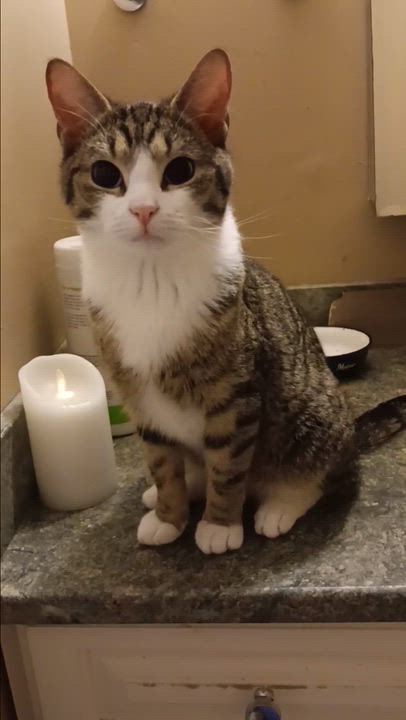 Enlarge Luke,Blue Eyes, an adopted mixed breed in Melrose, MA video 1/3
