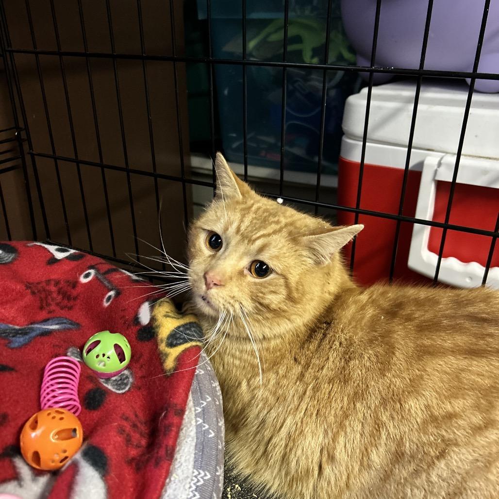 Enlarge Valentino, a Adoptable Domestic Short Hair in Irwin, PA image 1/3