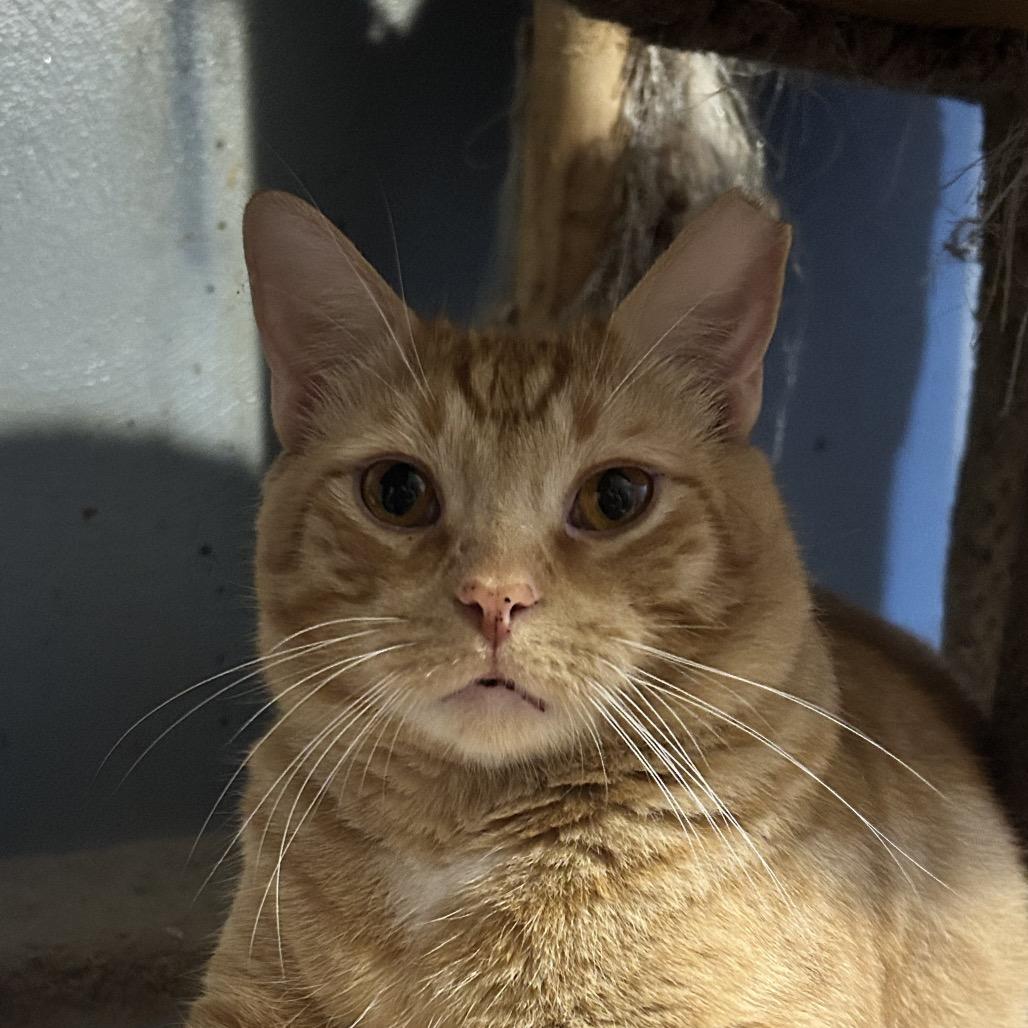 Enlarge Valentino, a Adoptable Domestic Short Hair in Irwin, PA image 2/3