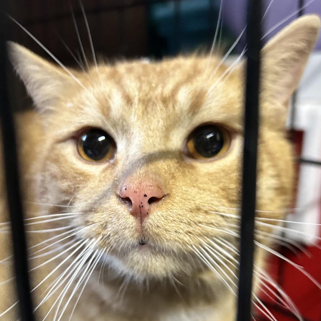 Enlarge Valentino, a Adoptable Domestic Short Hair in Irwin, PA image 3/3