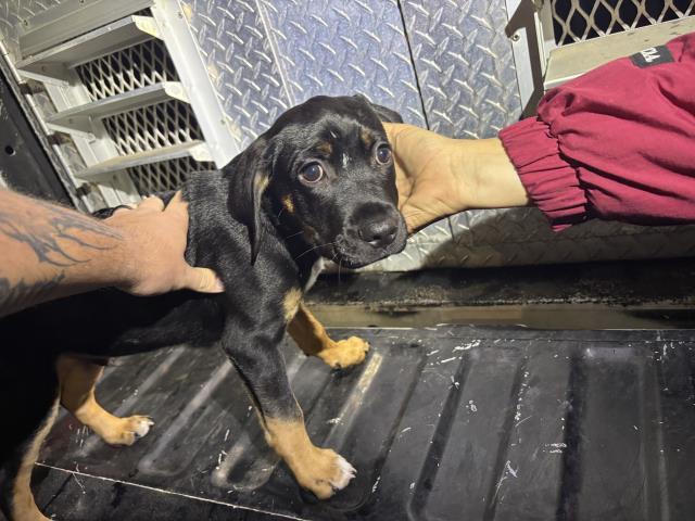 HAMM, Adoptable, Puppy Male Rottweiler & Mixed Breed.